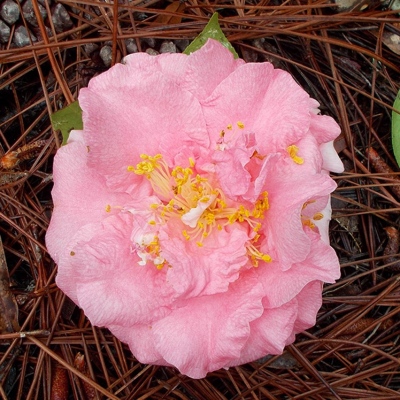 Garden Rose